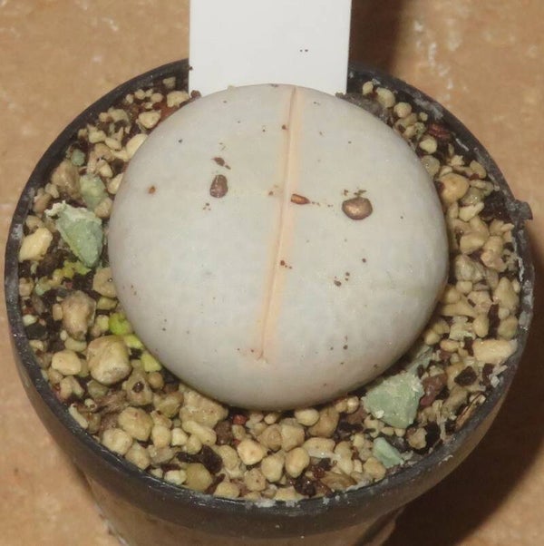 Dinteranthus pole-evansii