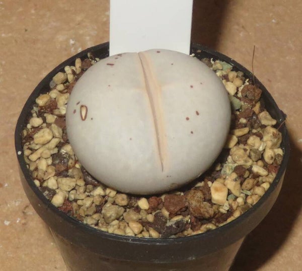 Dinteranthus pole-evansii