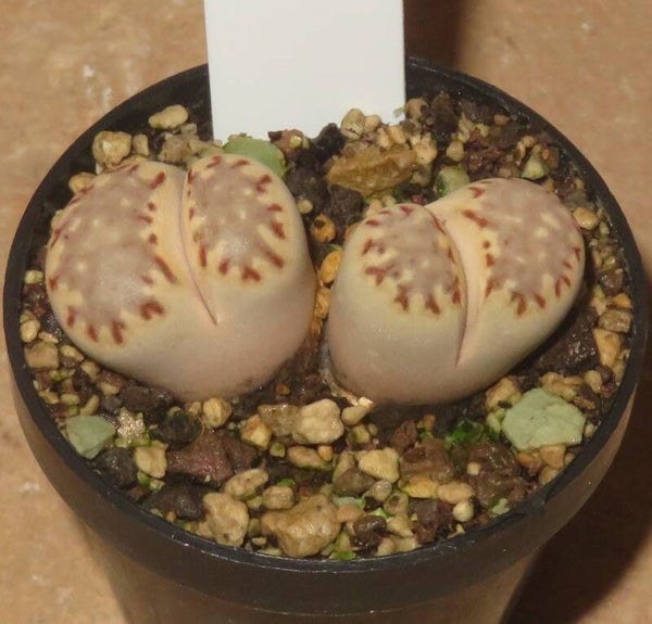 Lithops julii ssp. julii C319