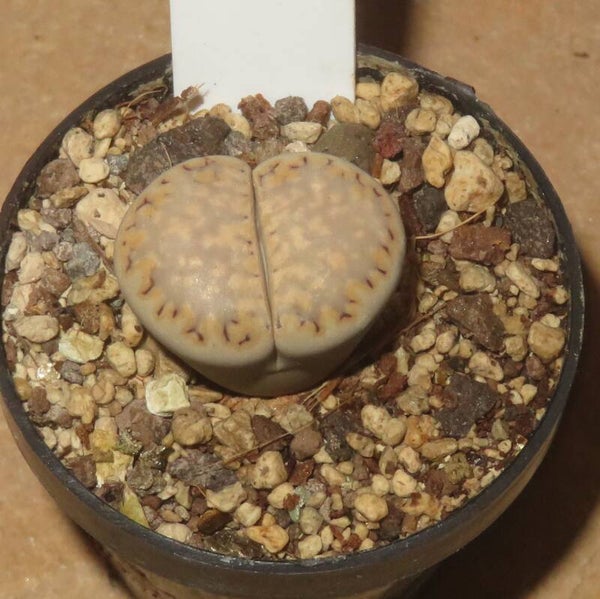 Lithops julii ssp. julii var. rouxii