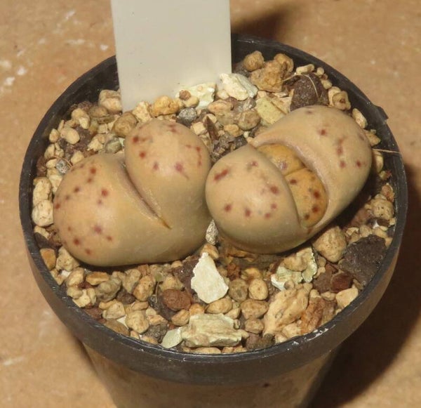 Lithops dinteri ssp. frederici