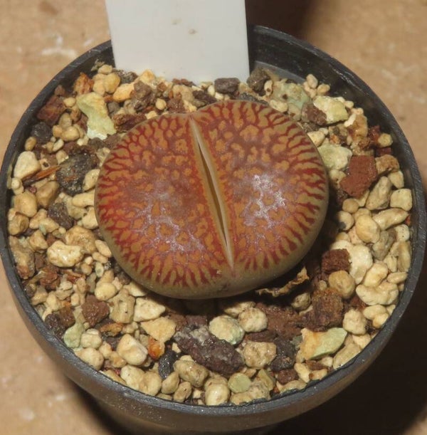 Lithops aucampiae ssp. euniceae C48
