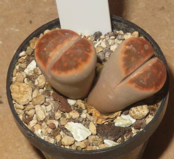 Lithops karasmontana cv Ironstone