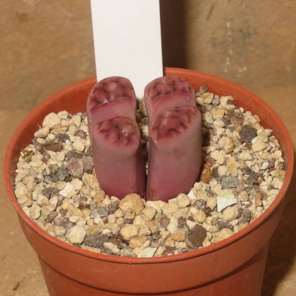 Lithops karasmontana ssp. eberlanzii cv Purple