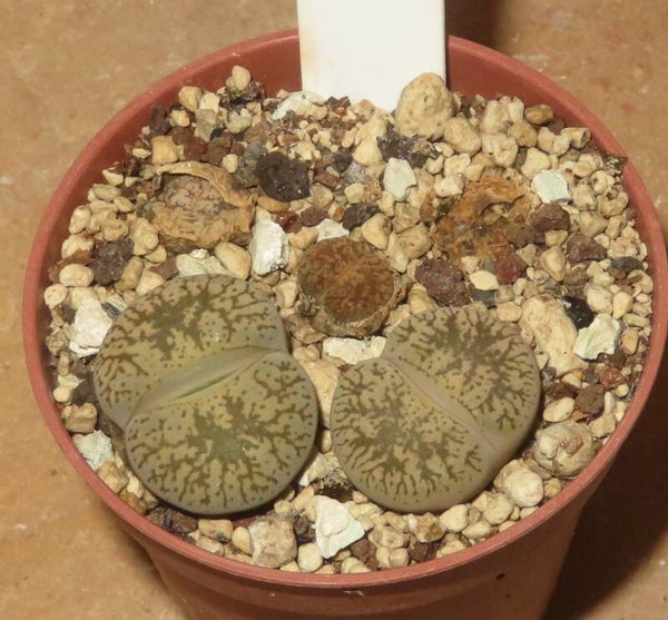 2x Lithops lesliei ssp. lesliei v. venteri