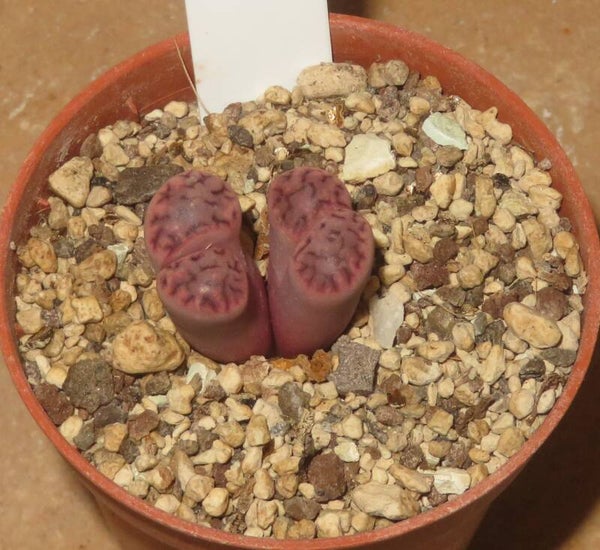 Lithops karasmontana ssp. eberlanzii cv Purple