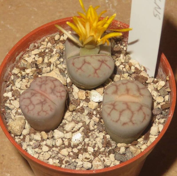 3x Lithops pseudotruncatella cv Nuwa Stone