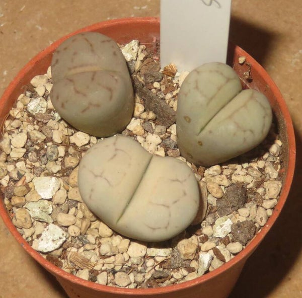 3x Lithops pseudotruncatella cv Nuwa Stone