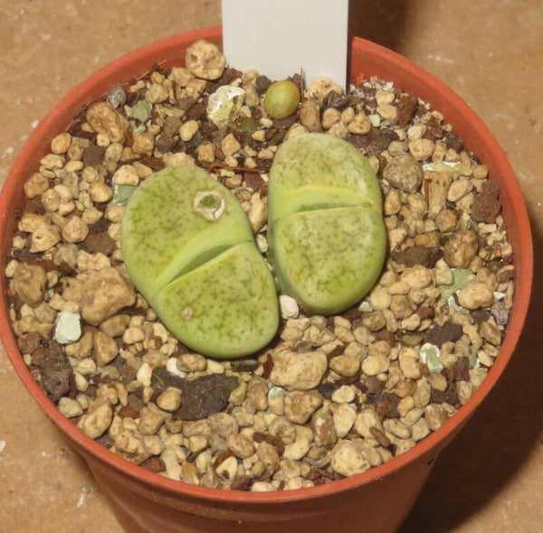 Dinterops Dinteranthus vanzylii × Lithops lesliei v venteri green