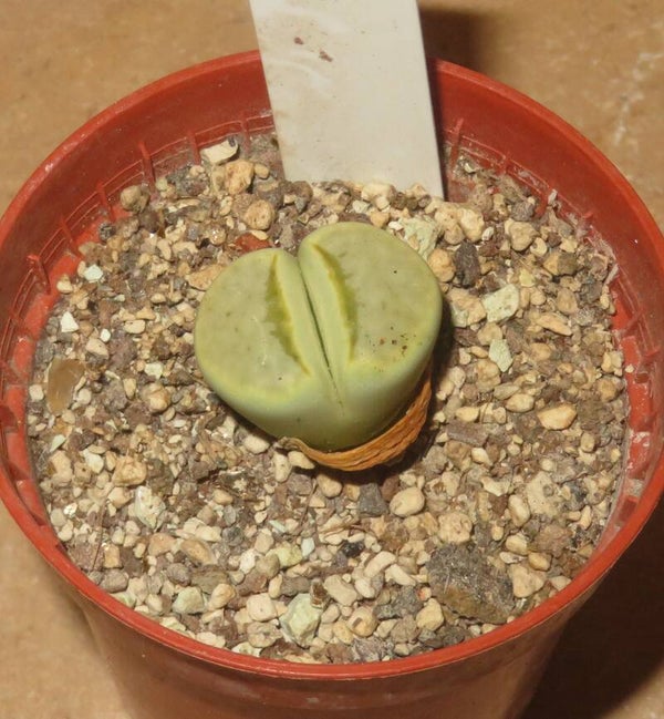 Lithops julii ssp. julii cv Honey Lips