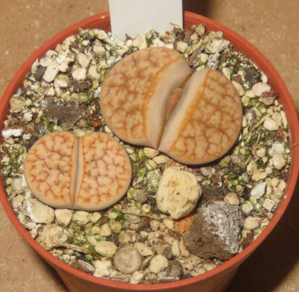 2x Lithops gracilidelineata cv Cafe au Lait C309A