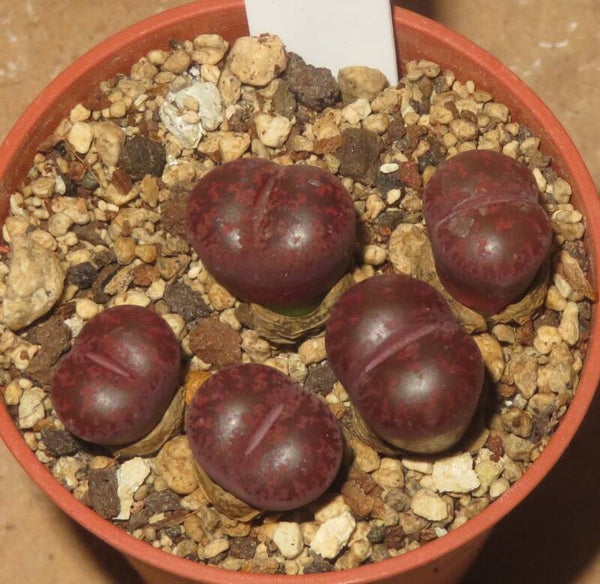5x Lithops lesliei cv Fred's Redhead
