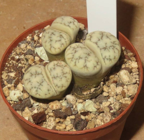 Lithops julii ssp. julii cv Honey Lips
