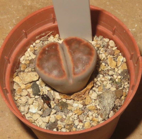 Lithops karasmontana cv Ironstone