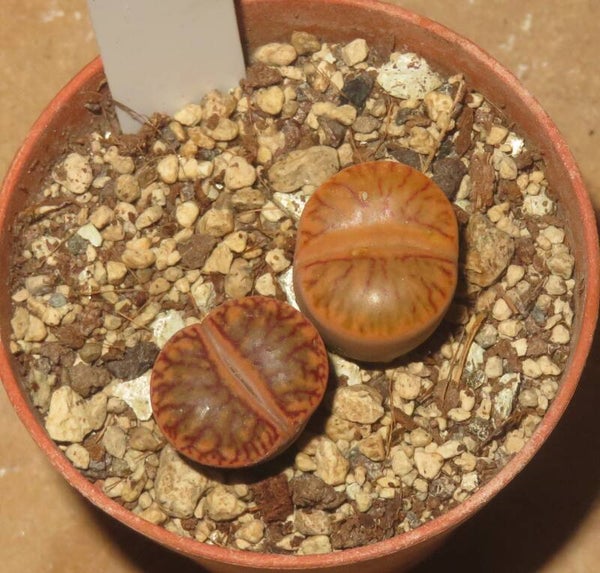 2x Lithops bromfieldii cv Red Coral