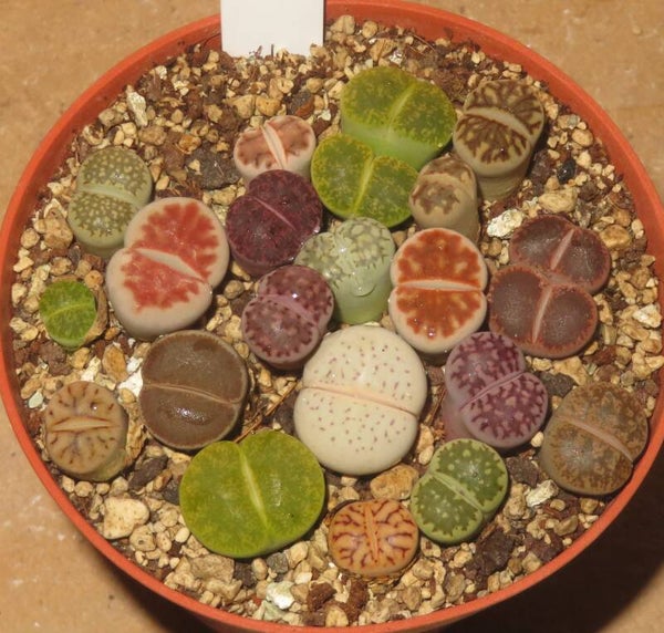 18x Lithops Mix