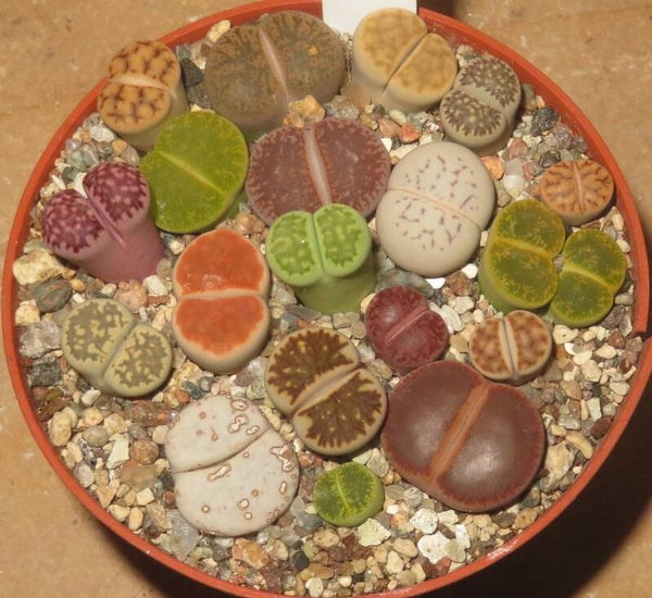 18x Lithops Mix