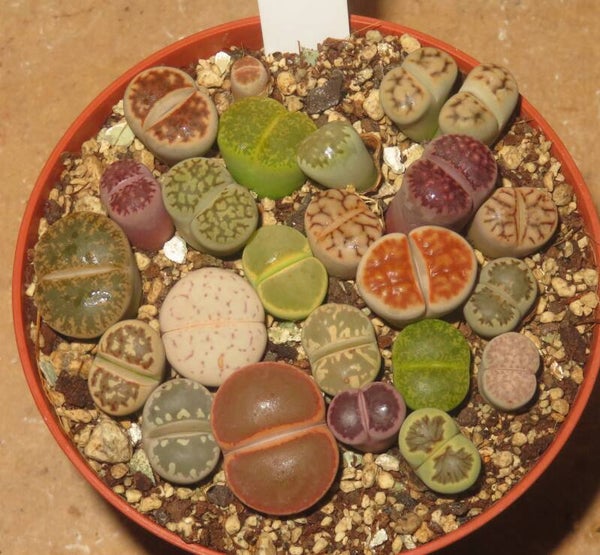 20x Lithops Mix