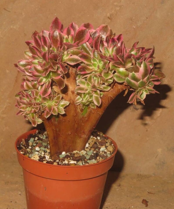 Aeonium cv Pink Witch cristata variegata