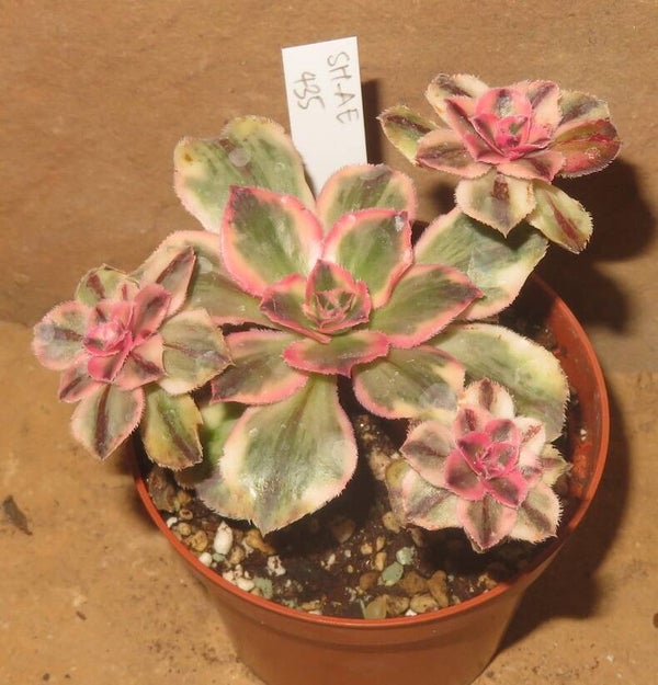 Aeonium marnier lapostolle variegata