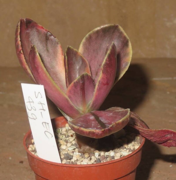 Echeveria fimbriata variegata