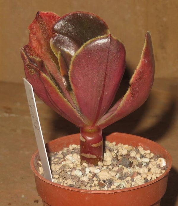 Echeveria fimbriata variegata