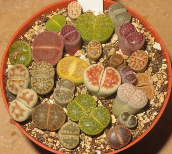 18x Lithops Mix