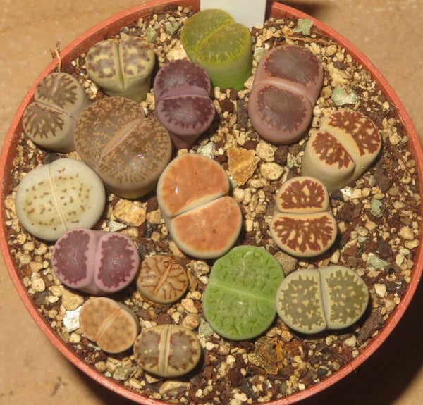 15x Lithops Mix