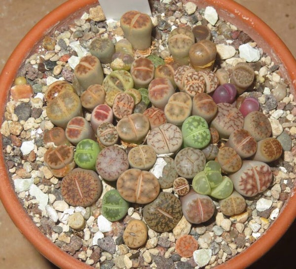 Ca. 50er Lithops Mix