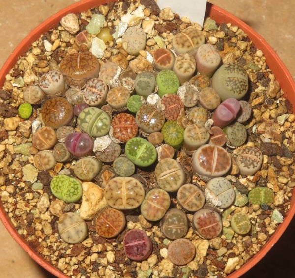 Ca. 50er Lithops Mix