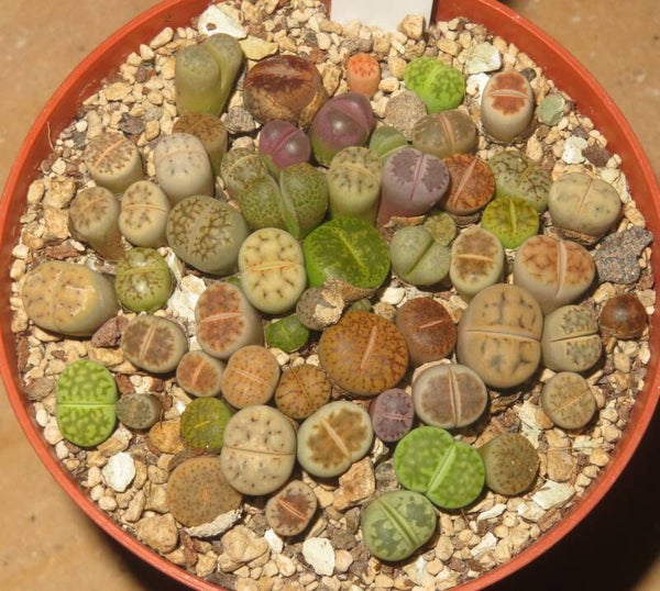 Ca. 50er Lithops Mix