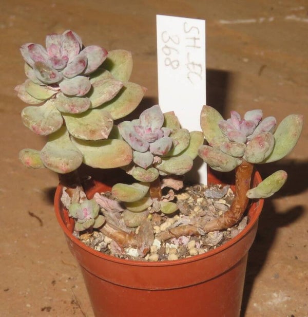Sedeveria cv Blue Elf monstrosa