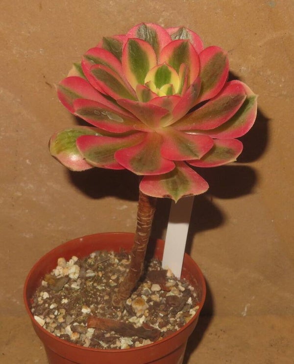 Aeonium cv Pink Witch variegata