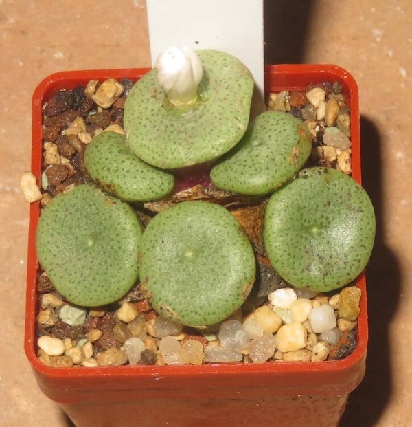 Conophytum ricardianum ssp. ricardianum White Flower