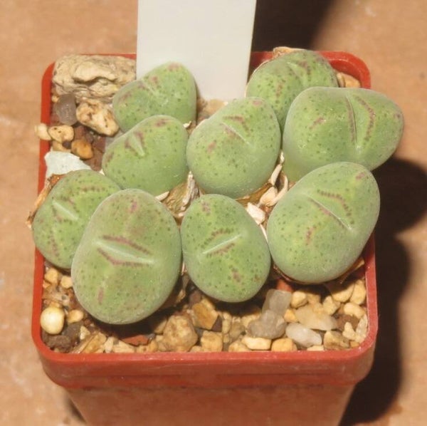 Conophytum klinghardtense ISI1135 Heioab