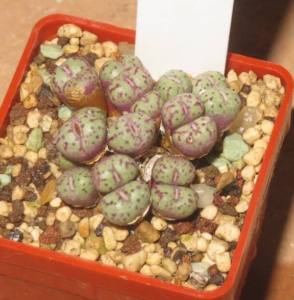 Conophytum uviforme 'francisci'