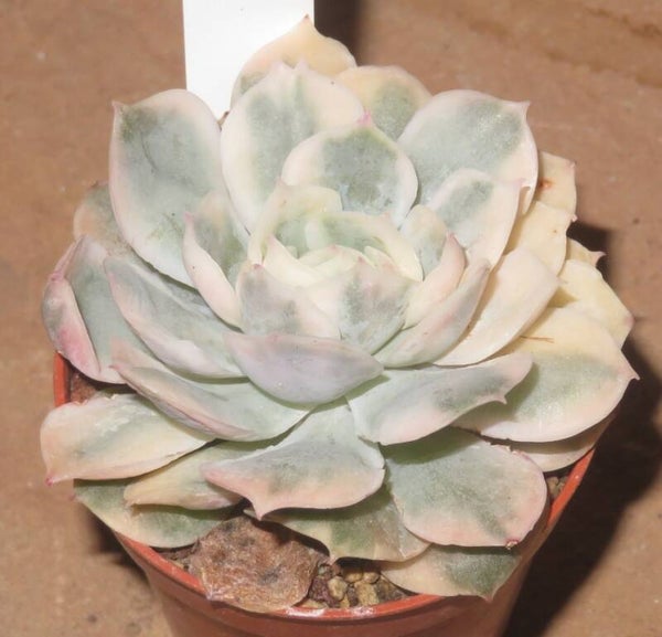 Echeveria cv Onslow variegata