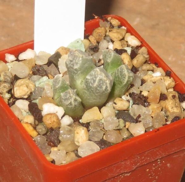 Conophytum khamiebergense