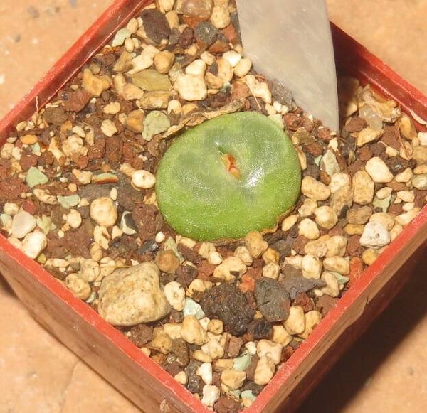 Conophytum phoeniceum SH1212