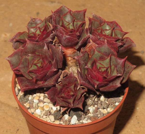 Echeveria longissima v brachyantha - 2 Blätter / Blattstecklinge