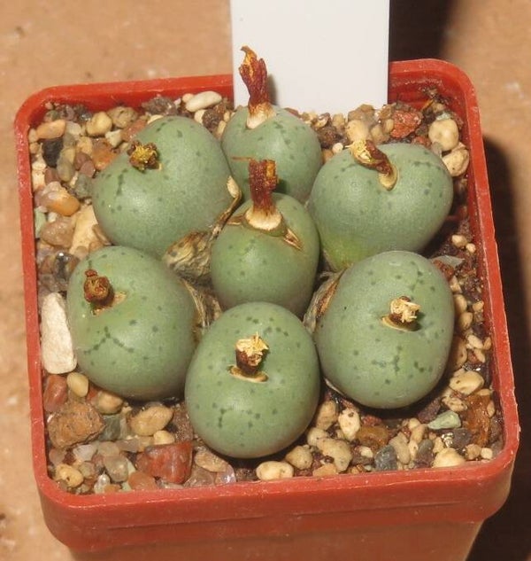 Conophytum uviforme