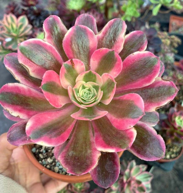 Aeonium cv Pink Witch variegata