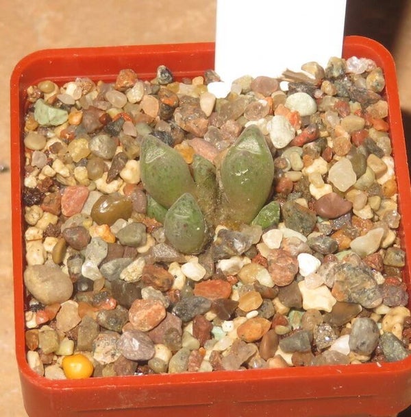Conophytum carpianum SB1029