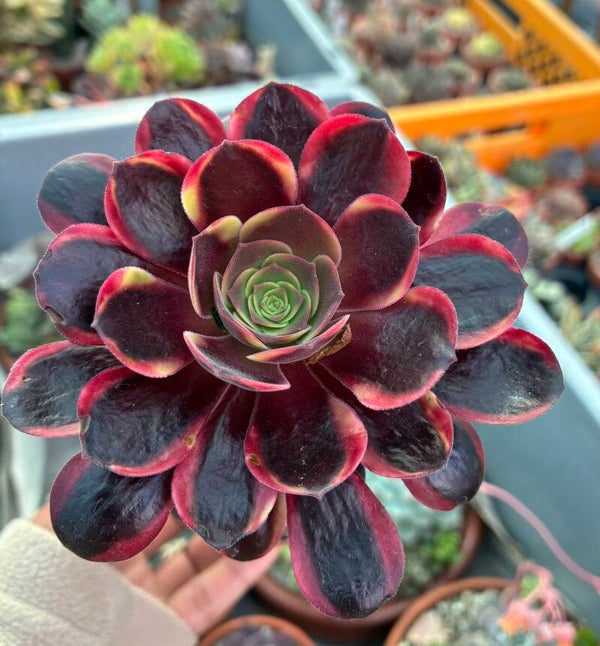 Aeonium cv SuperBang variegata