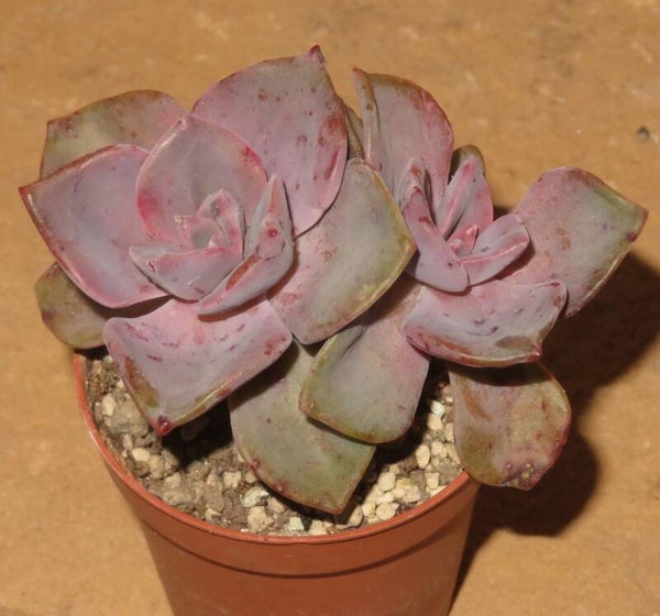 Graptoveria cv Mrs Richards - 2 Blätter / Blattstecklinge