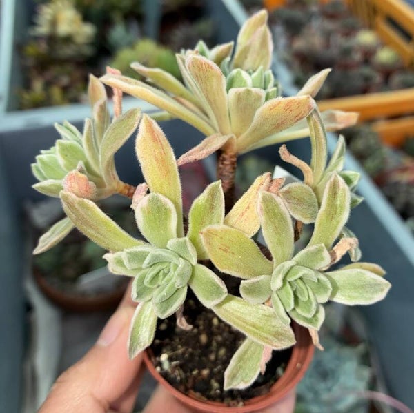 Aeonium cv Ballerina variegata