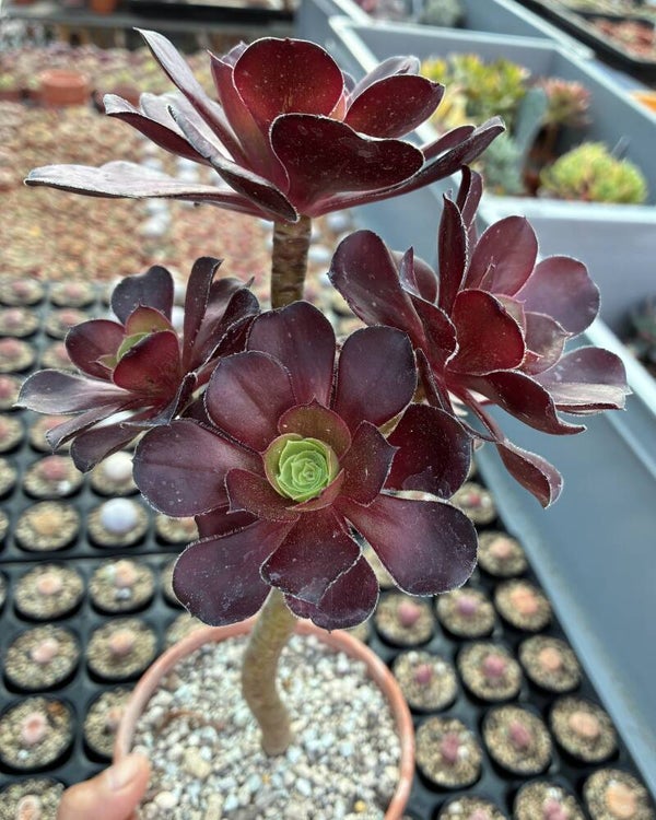 Aeonium cv Voodoo
