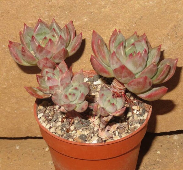 Echeveria cv Blue Flag - 2 Blätter / Blattstecklinge