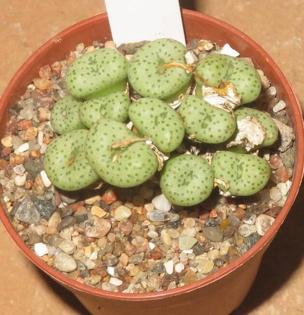 Conophytum fraternum Skimmelberg