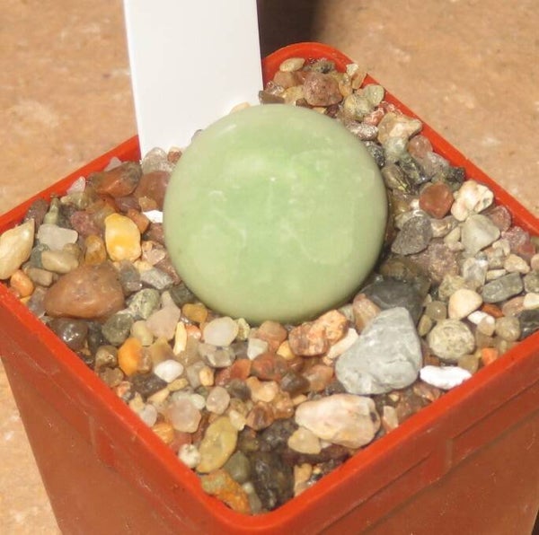 Conophytum calculus MESA Aussaat 2018